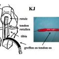 Ligaments du genou img Ligaments du genou