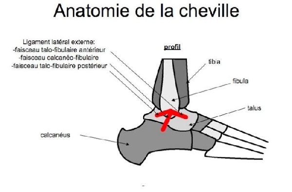 Anatomie de la cheville